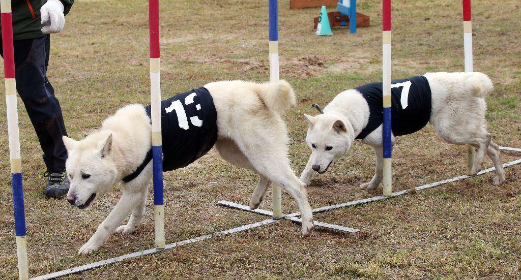 犬竞技盛宴，赛场上的犬只如何展现风采