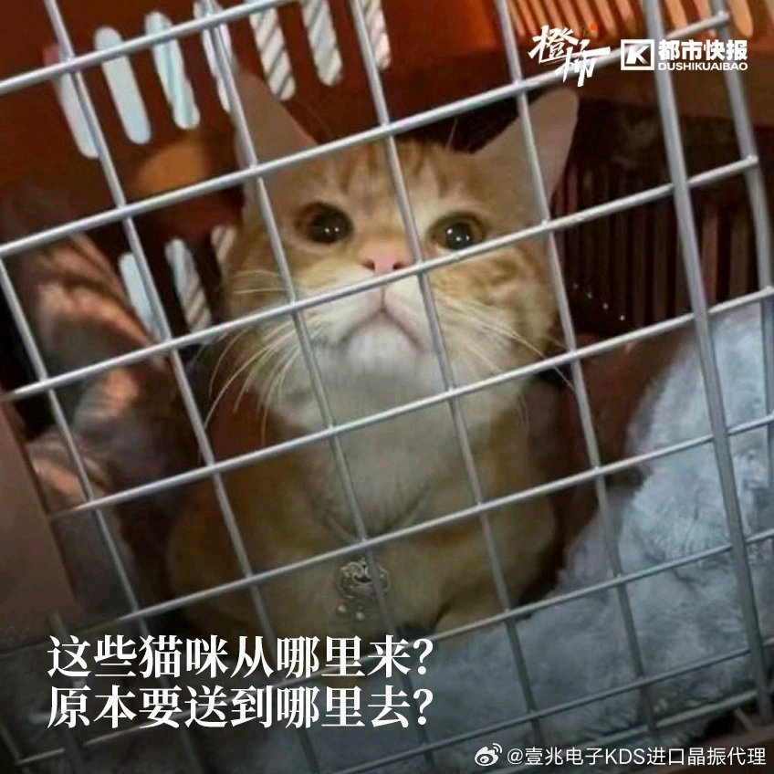 猫咪网最新入口揭秘，小巷中的秘密宝藏！
