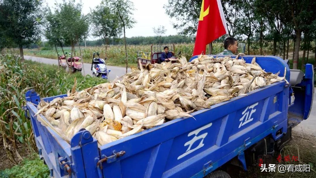 咸阳玉米行情最新动态更新