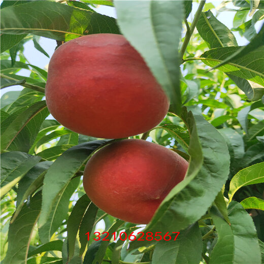 家具生产 第106页