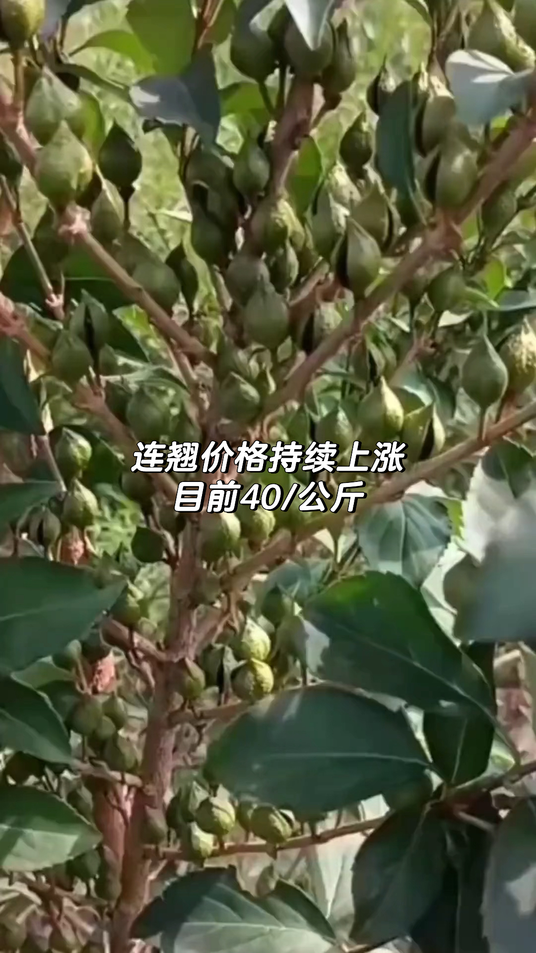 第253页