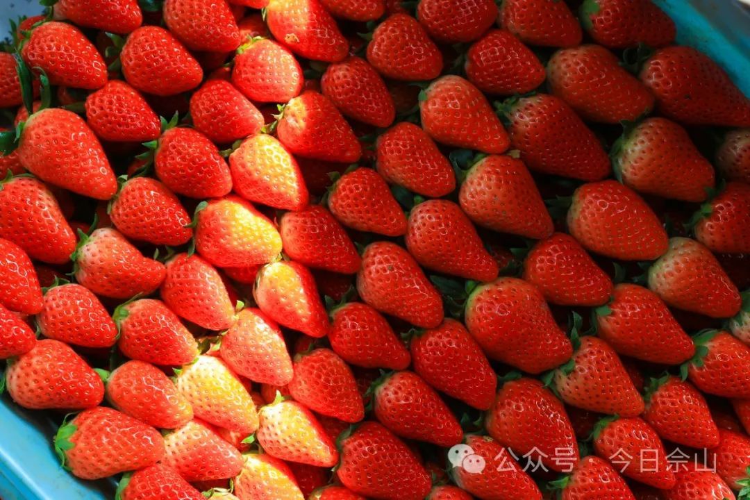 草莓吧最新揭秘，小巷中的甜蜜乐园