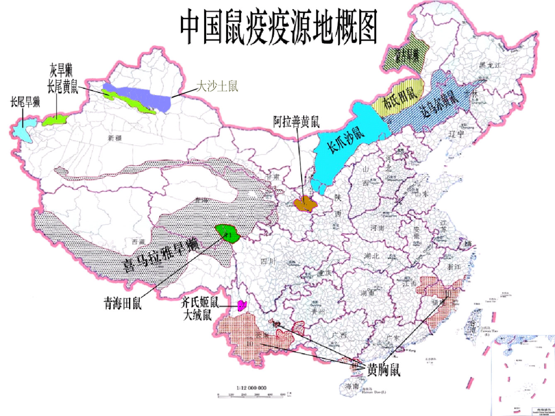 鼠疫最新动态，科普、分析与未来展望
