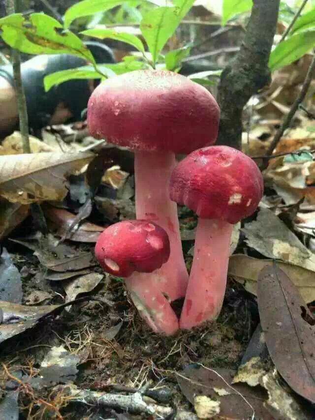 最新红菇，科技之光照亮生活品质新时代