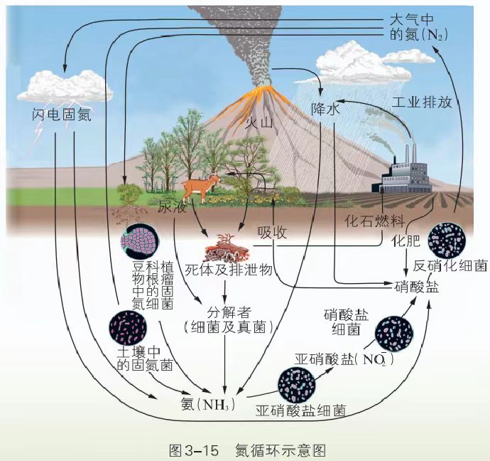 最新氮循环研究，背景、进展及其对全球生态的影响