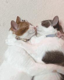 最新红猫，勇敢守护的猫咪英雄