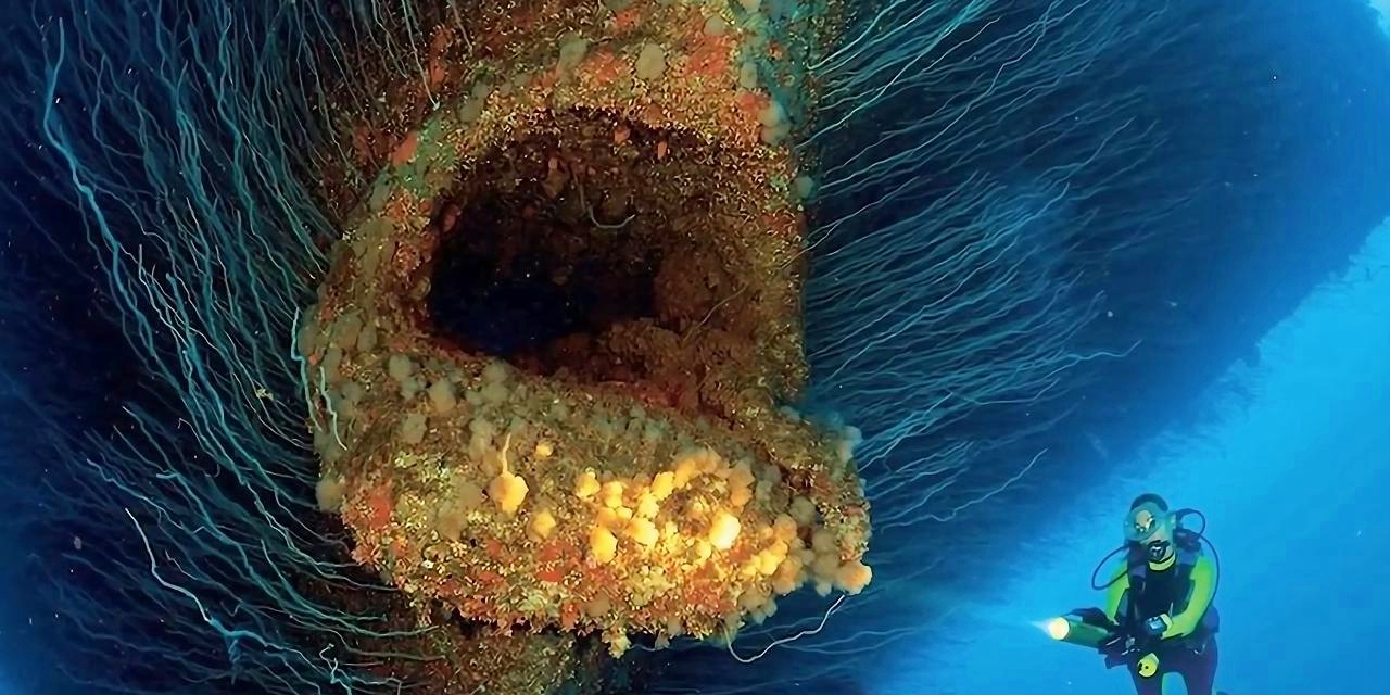 最新生物发现，奇妙友情之旅启程